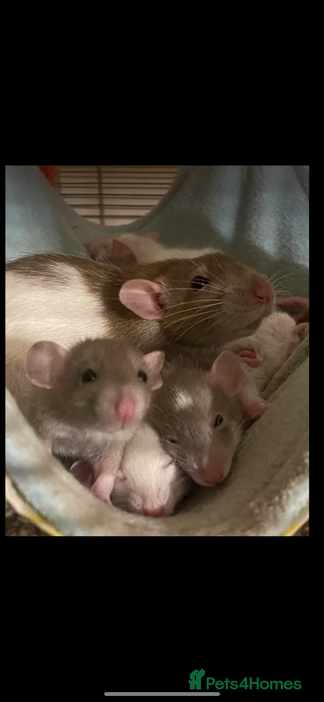 Rat rodents for sale: Baby rats looking for 5*homes only  - Advert 1