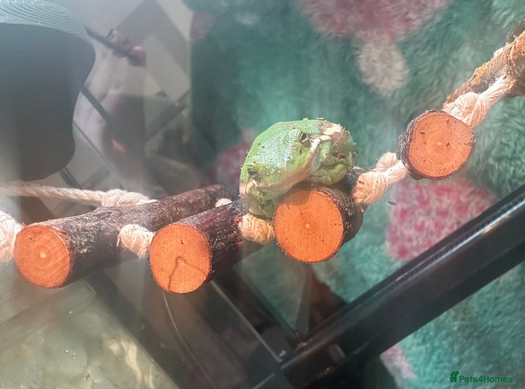 Frog reptiles for sale: American Green Tree Frog  - Advert 3