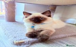 Ragdoll cats for sale: Six adorable Ragdoll kittens(1 boy and 1 girl left in Wokingham - Image 12