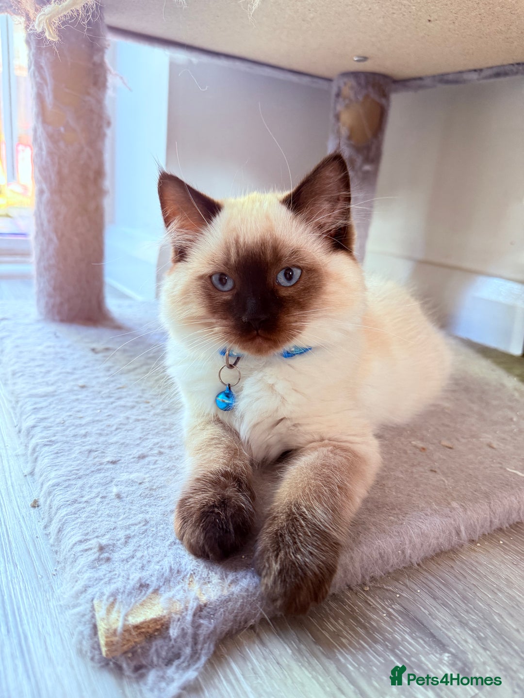 Ragdoll cats for sale: Six adorable Ragdoll kittens(1 boy and 1 girl left in Wokingham - Image 12