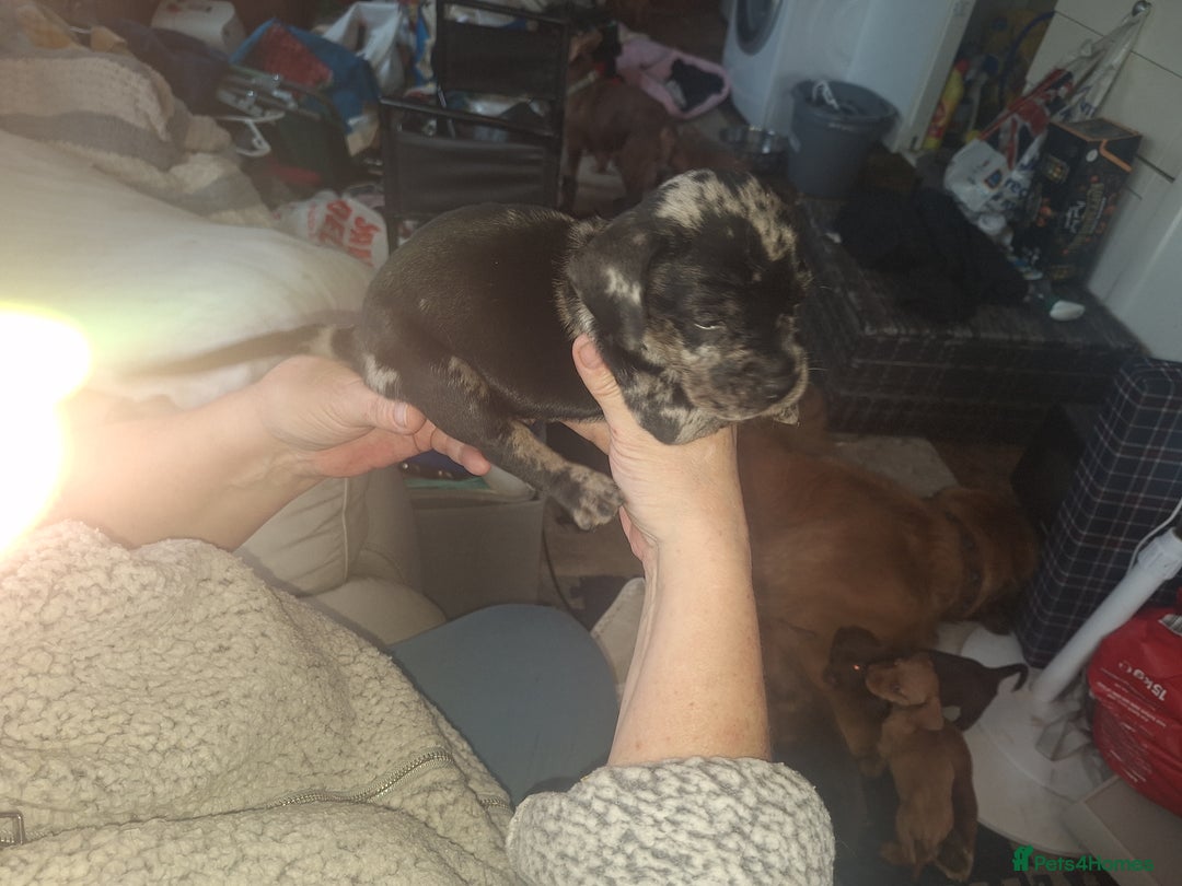 Mixed Breed dogs for sale: Beautiful litter of dachshund mix puppies  - Image 1