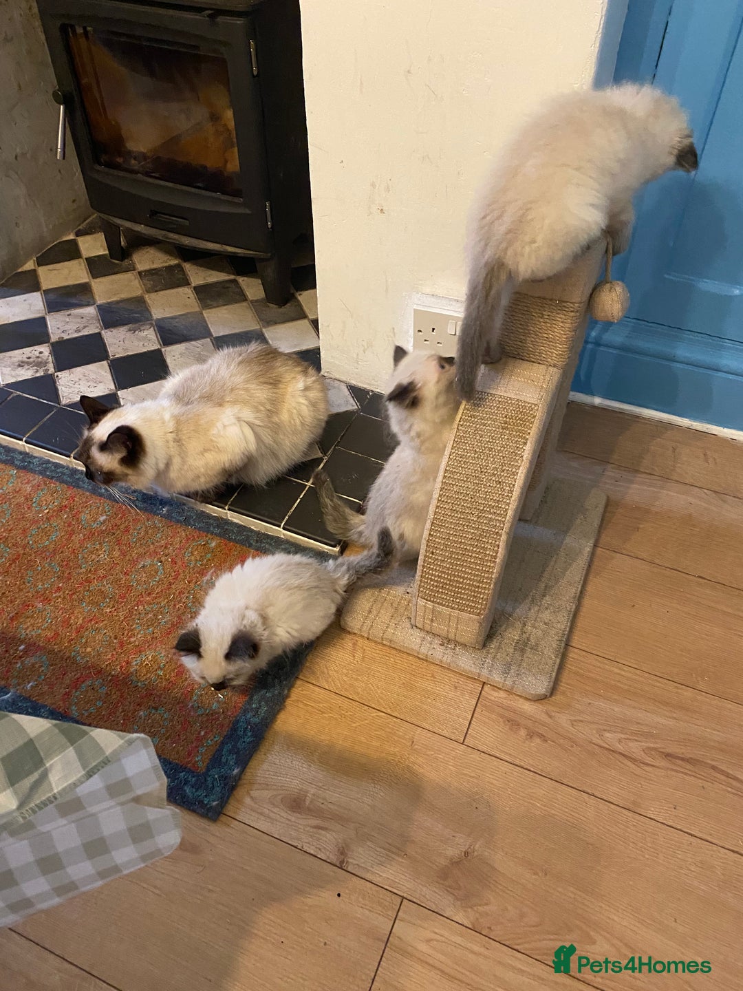 Ragdoll cats for sale: Female ragdoll  - Advert 8