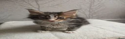 Maine Coon cats for sale: Beautiful Maine Coon Kittens Amazing Lines - Advert 7