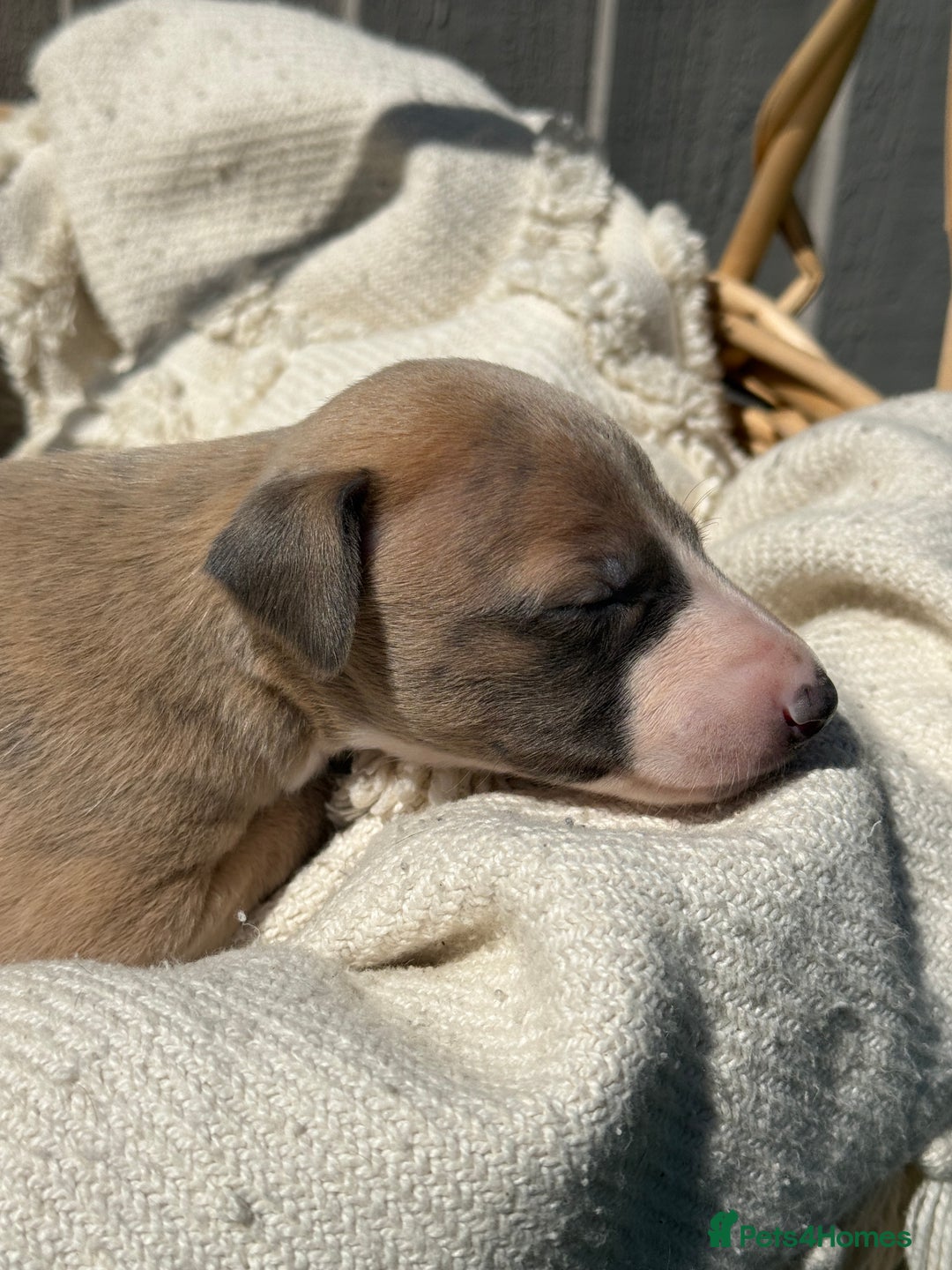 Whippet dogs for sale: Beautiful pedigree whippet puppies  - Image 12