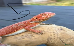 Bearded Dragon reptiles for sale: Bearded Dragon Red Monster - Advert 4