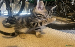 Bengal cats for sale: Frankie. Bengal X Moggy - Image 11