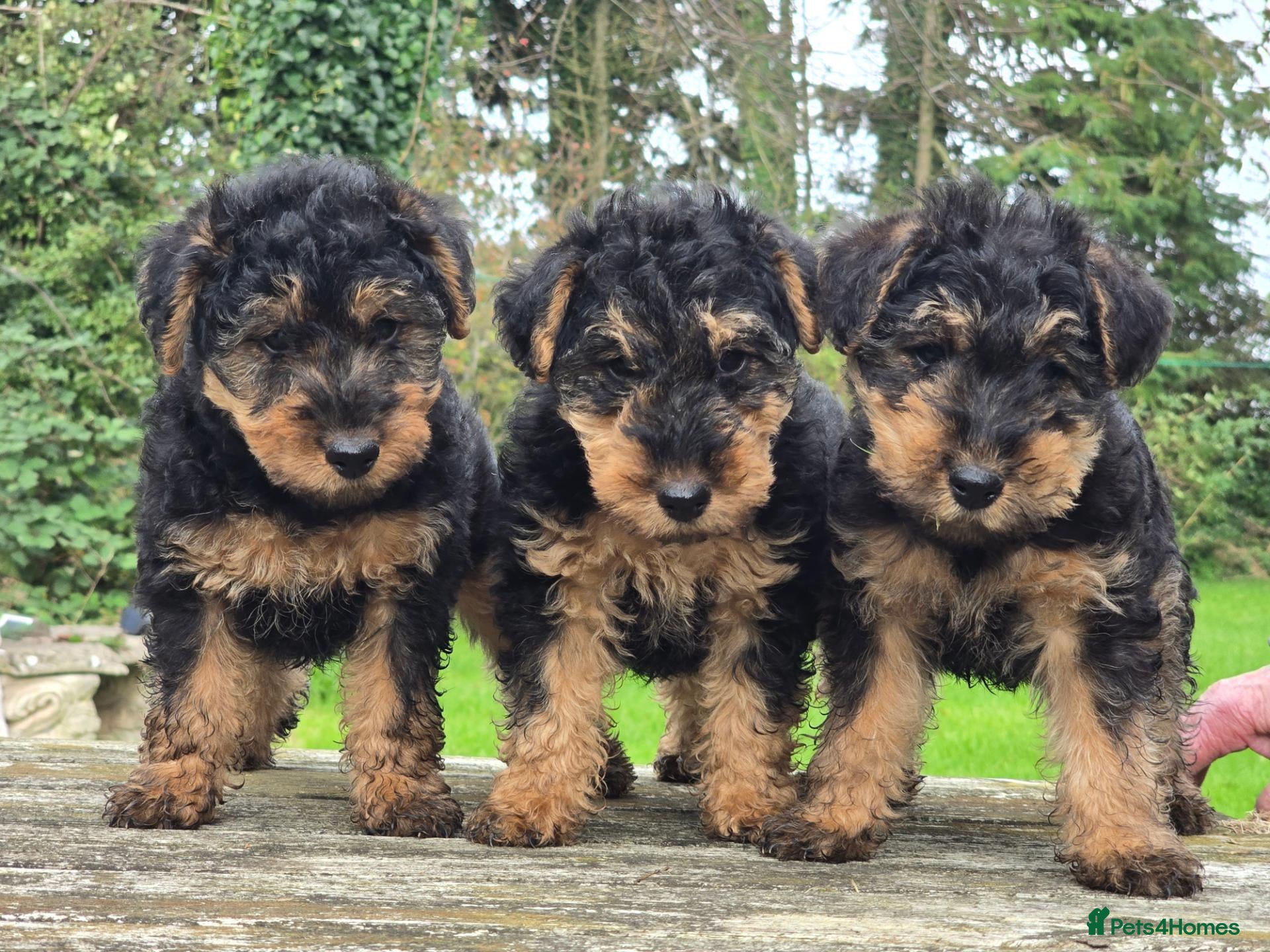 Welsh Terrier dogs Gorgeous welsh terriers puppies  - Advert 1