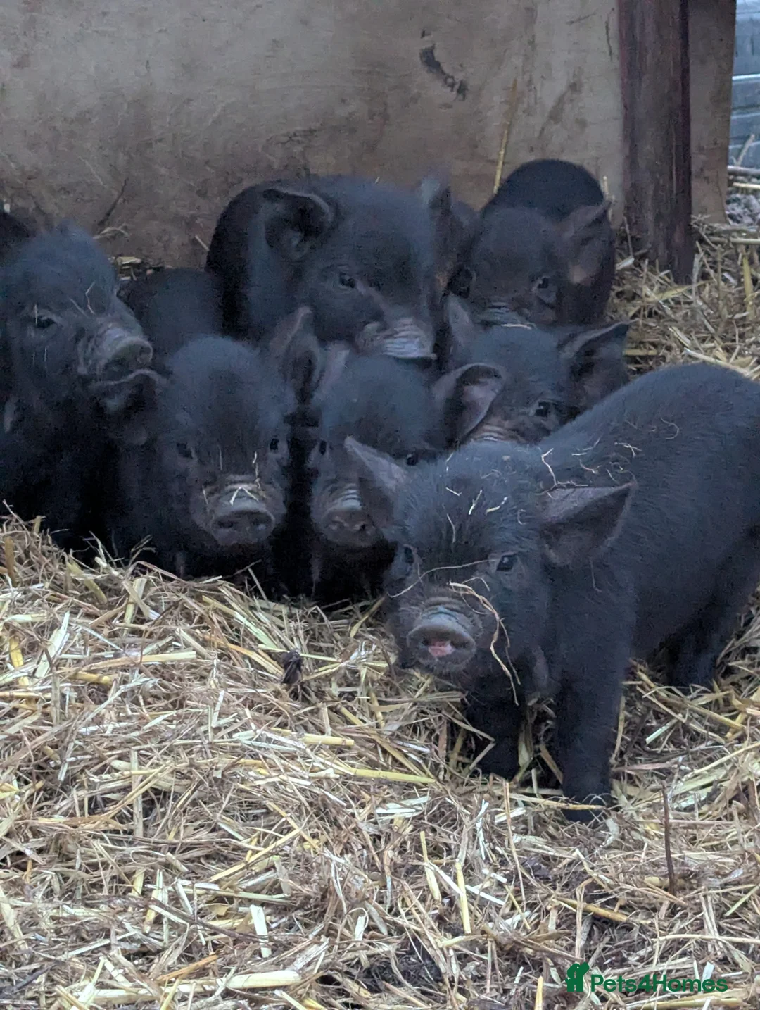 Pig livestock for sale: Kunekune piglets mixed sexes - Advert 4