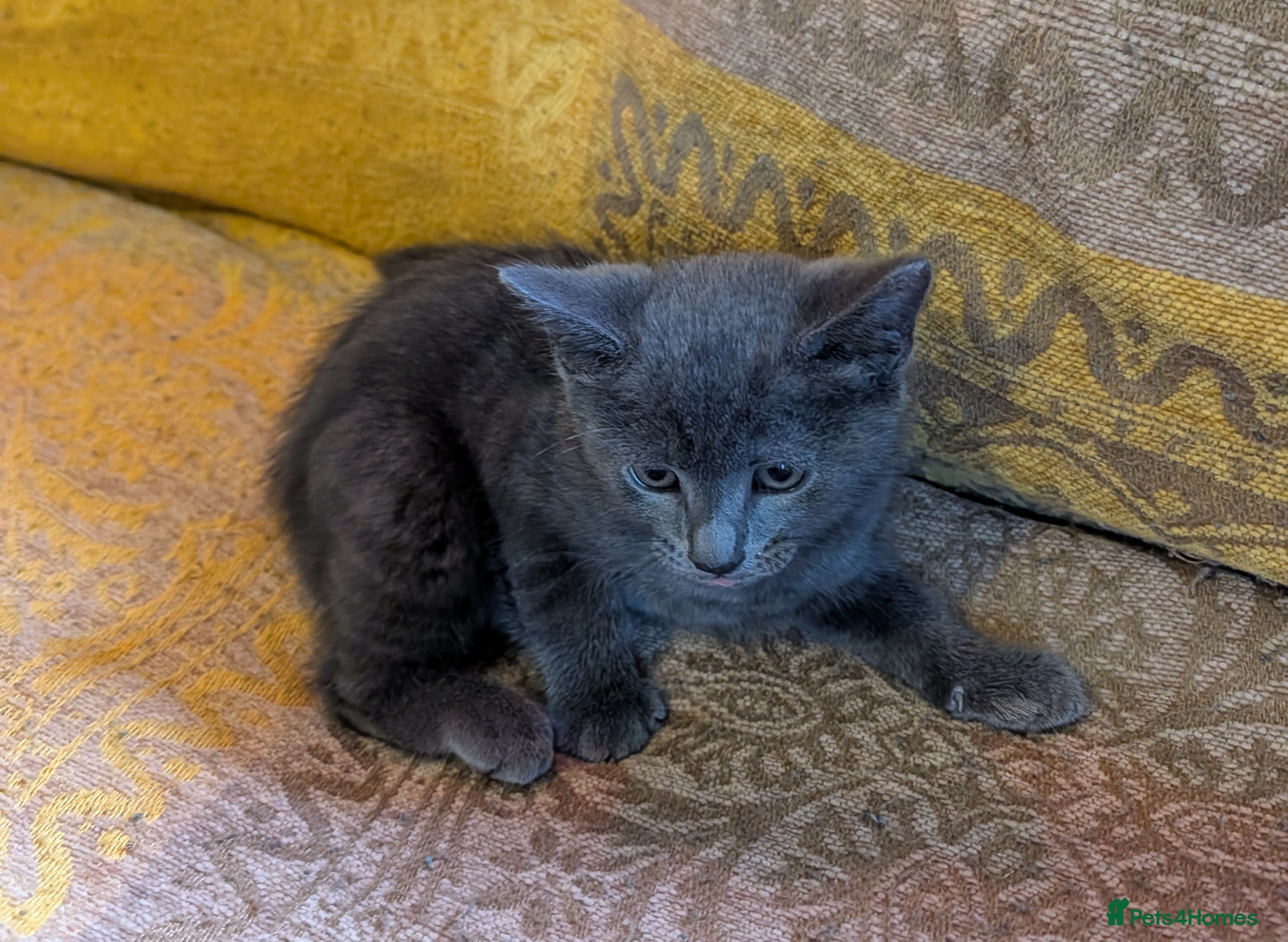 Mixed Breed cats Three beautiful girl kittens for sale. - Advert 2