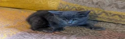 Mixed Breed cats for sale: Three beautiful girl kittens for sale. - Advert 2