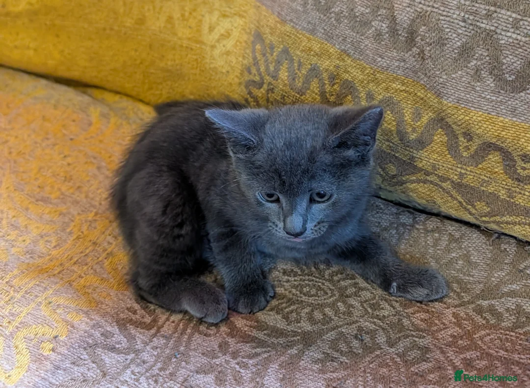 Mixed Breed cats for sale: Three beautiful girl kittens for sale. - Advert 2