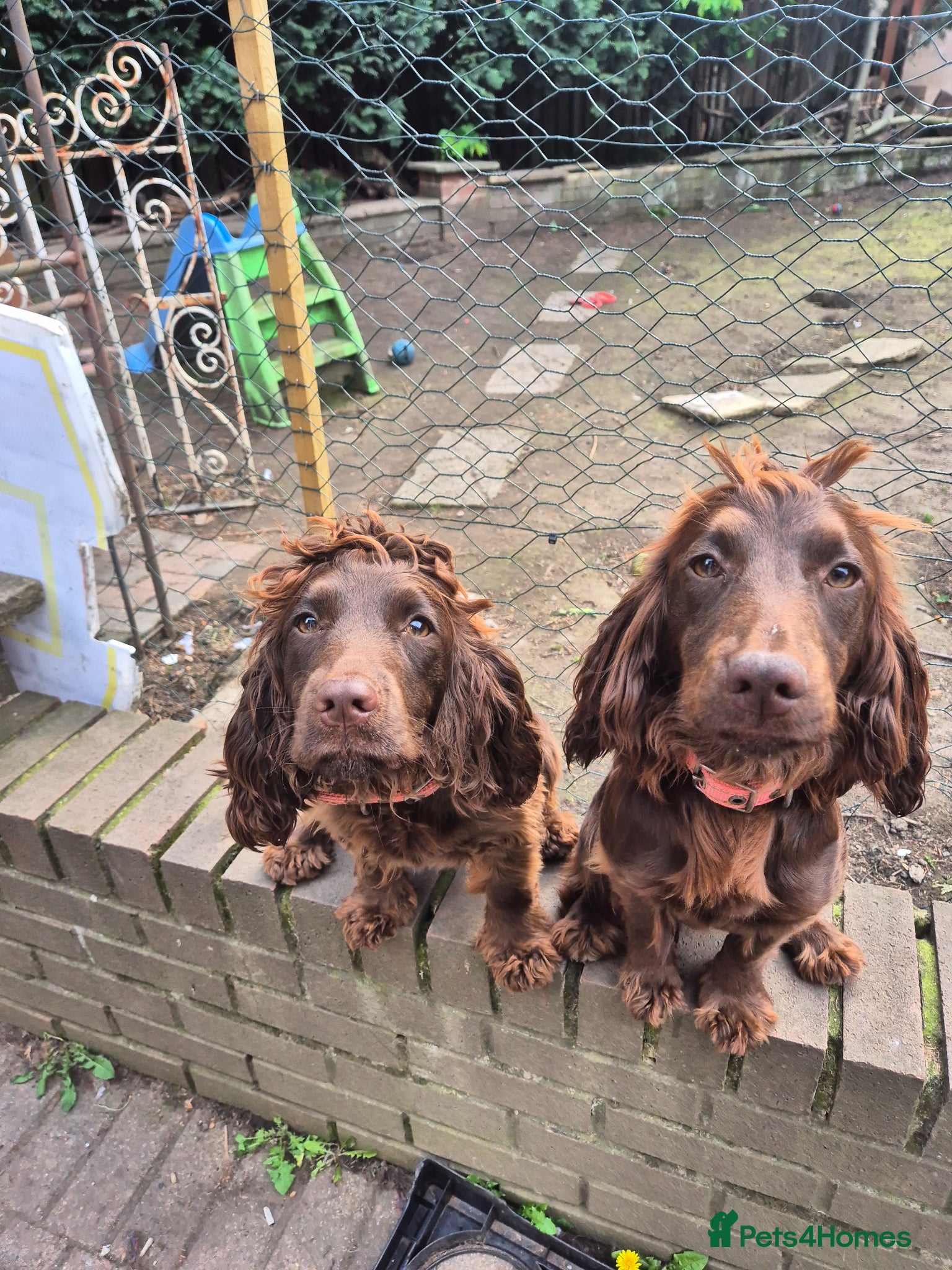 Cocker Spaniel dogs 2 cocker spaniel sisters - Advert 2