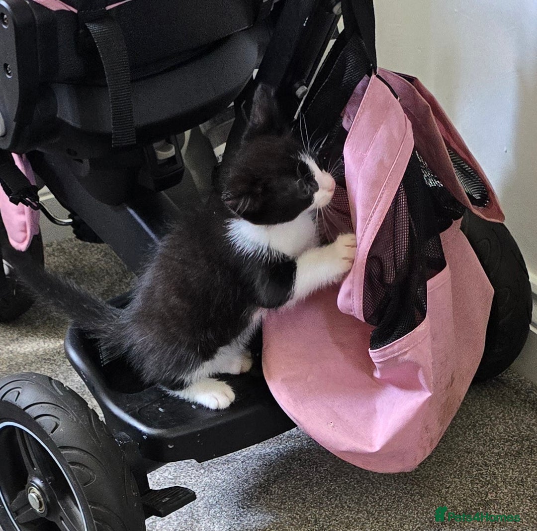 Mixed Breed cats for sale: 3 black and white boy kittens for sale  - Image 3