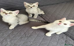 British Shorthair cats for sale: 5 Stunning British Shorthair - Image 4