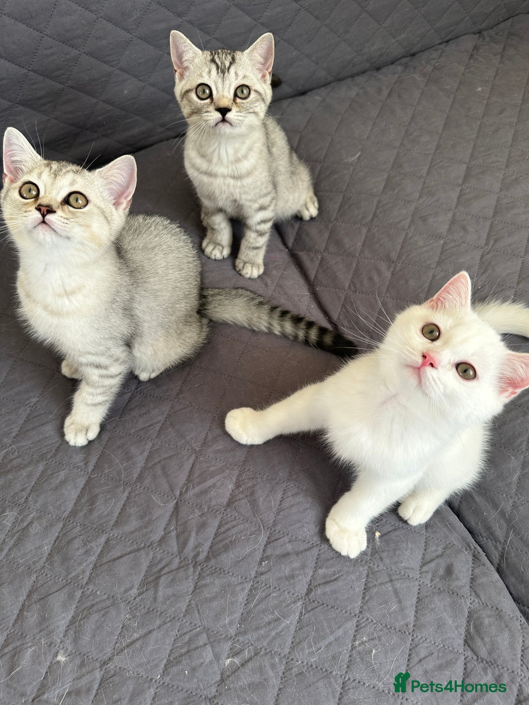 British Shorthair cats for sale: 5 Stunning British Shorthair - Image 4