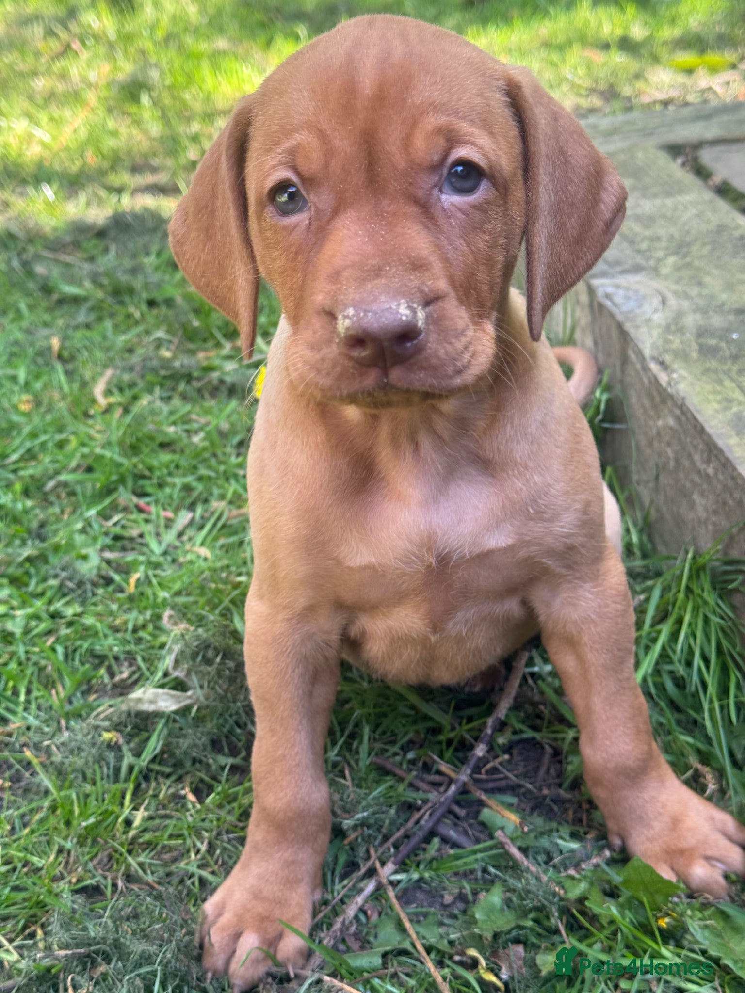 Hungarian Vizsla dogs BEAUTIFUL KC REGISTERED VIZSLA LITTER  - Advert 2