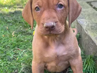 Hungarian Vizsla dogs BEAUTIFUL KC REGISTERED VIZSLA LITTER - Advert 14