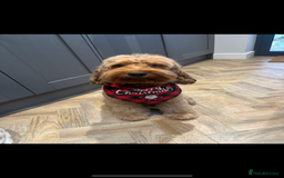 Cockapoo dogs for sale: Beautiful deep red f1b cockapoos  - Image 12