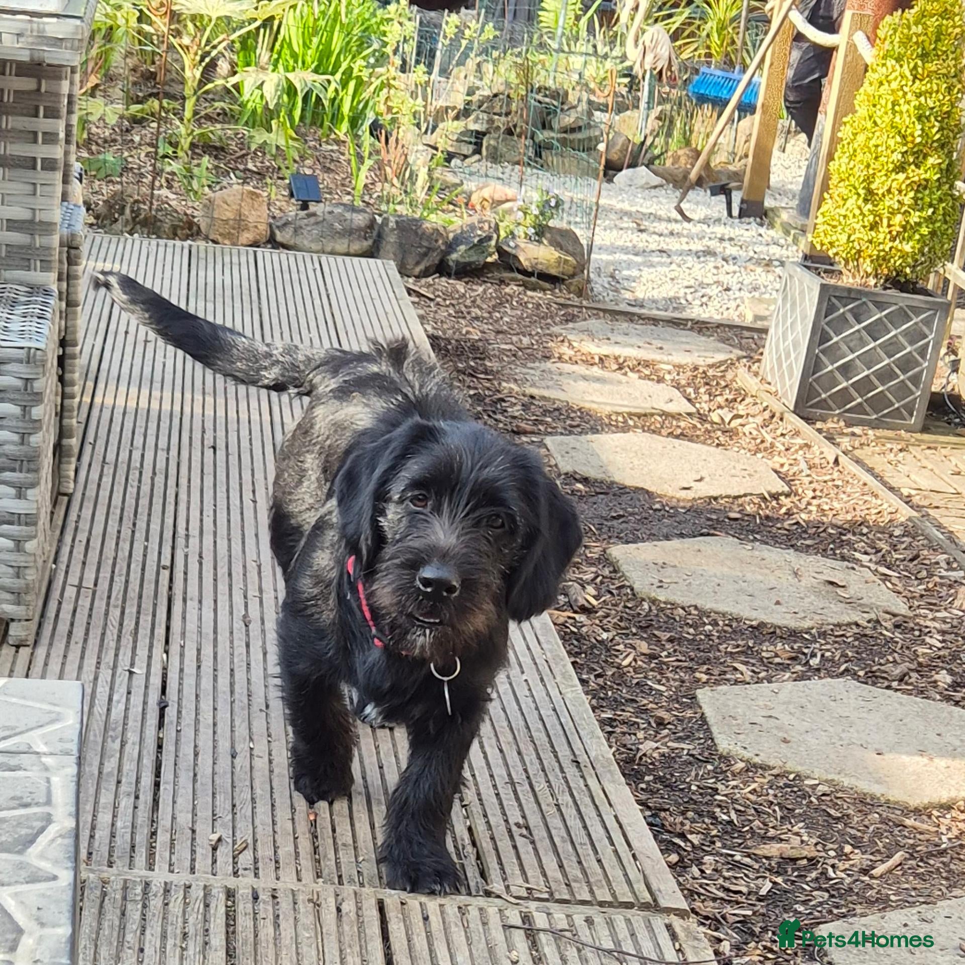 Mixed Breed dogs Pug x Lab x Jack Russell Puppies - Advert 2