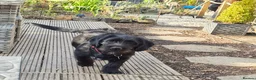 Mixed Breed dogs for sale: Pug x Lab x Jack Russell Puppies in Leicester - Advert 1