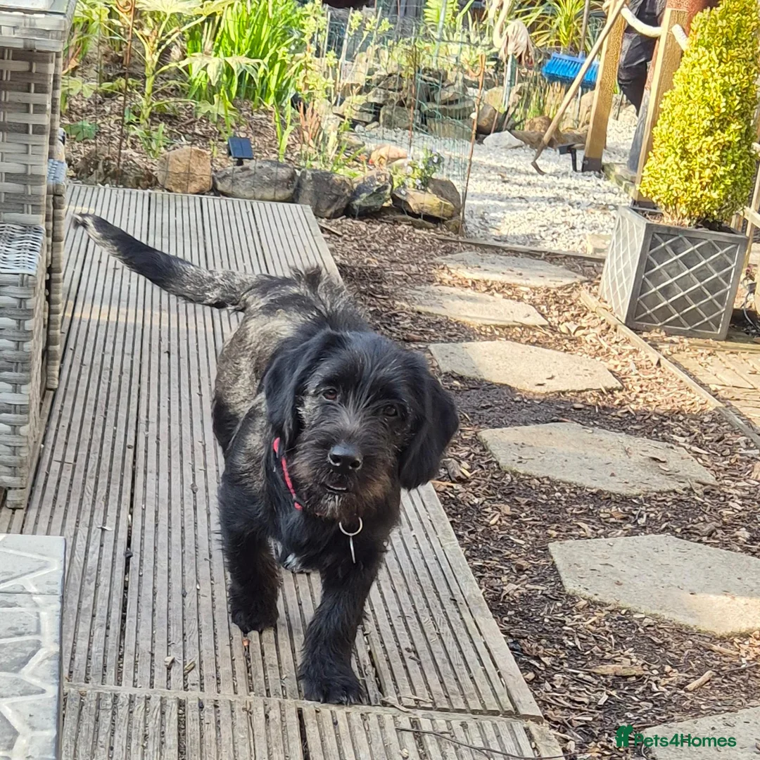 Mixed Breed dogs for sale: Pug x Lab x Jack Russell Puppies in Leicester - Advert 1