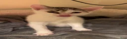 Mixed Breed cats for sale: 🐾 White Kitten for Sale – Blanco 🐾 - Advert 13