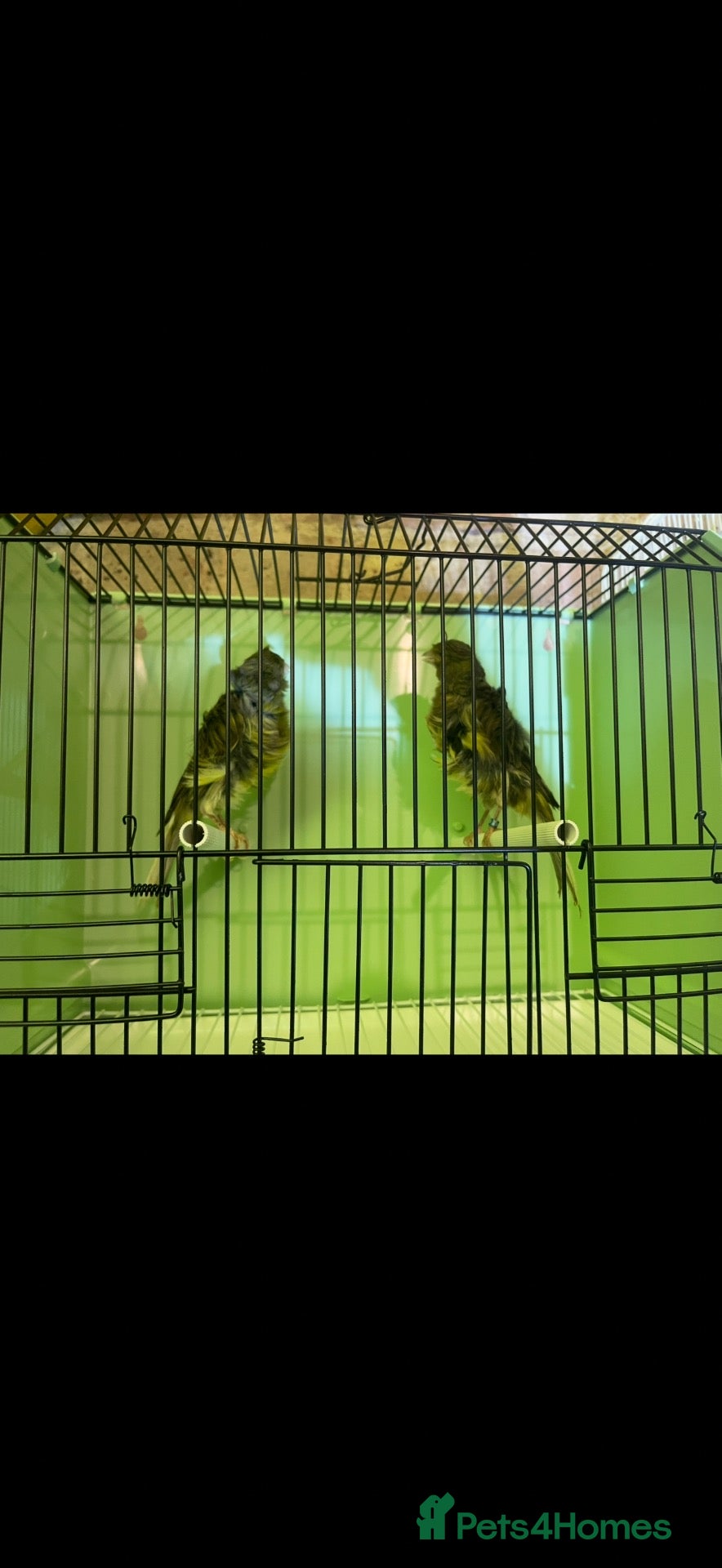 Canaries birds Beautiful Frilled Canaries – Pair with Cage - Advert 2