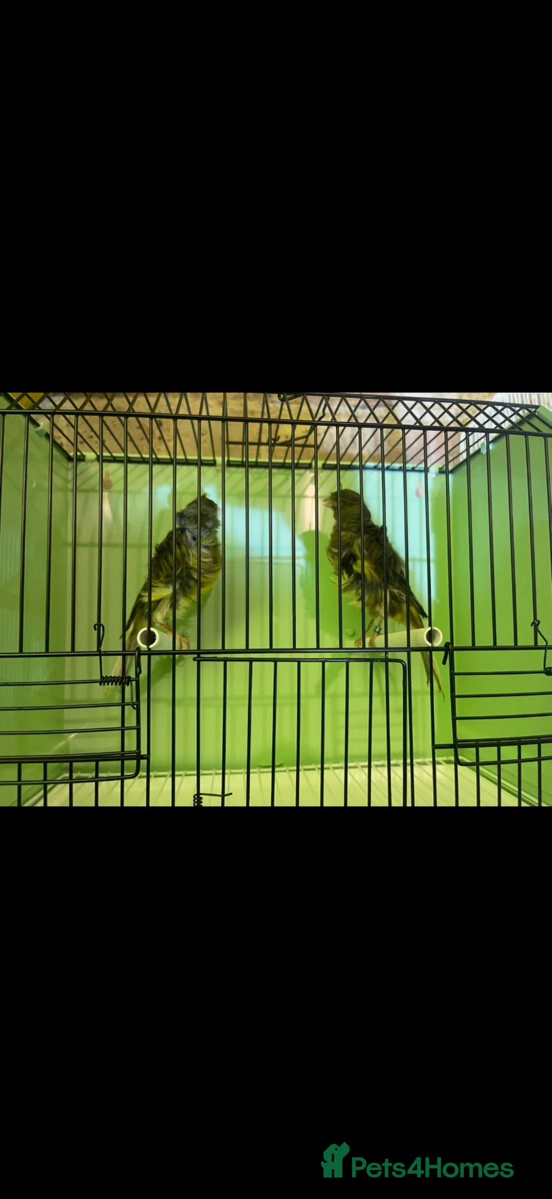 Canaries birds for sale: Beautiful Frilled Canaries – Pair with Cage - Advert 2