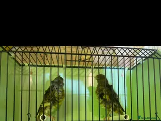Canaries birds Beautiful Frilled Canaries – Pair with Cage - Advert 2