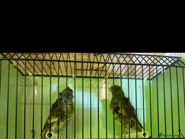 Canaries birds Beautiful Frilled Canaries – Pair with Cage - Advert 2