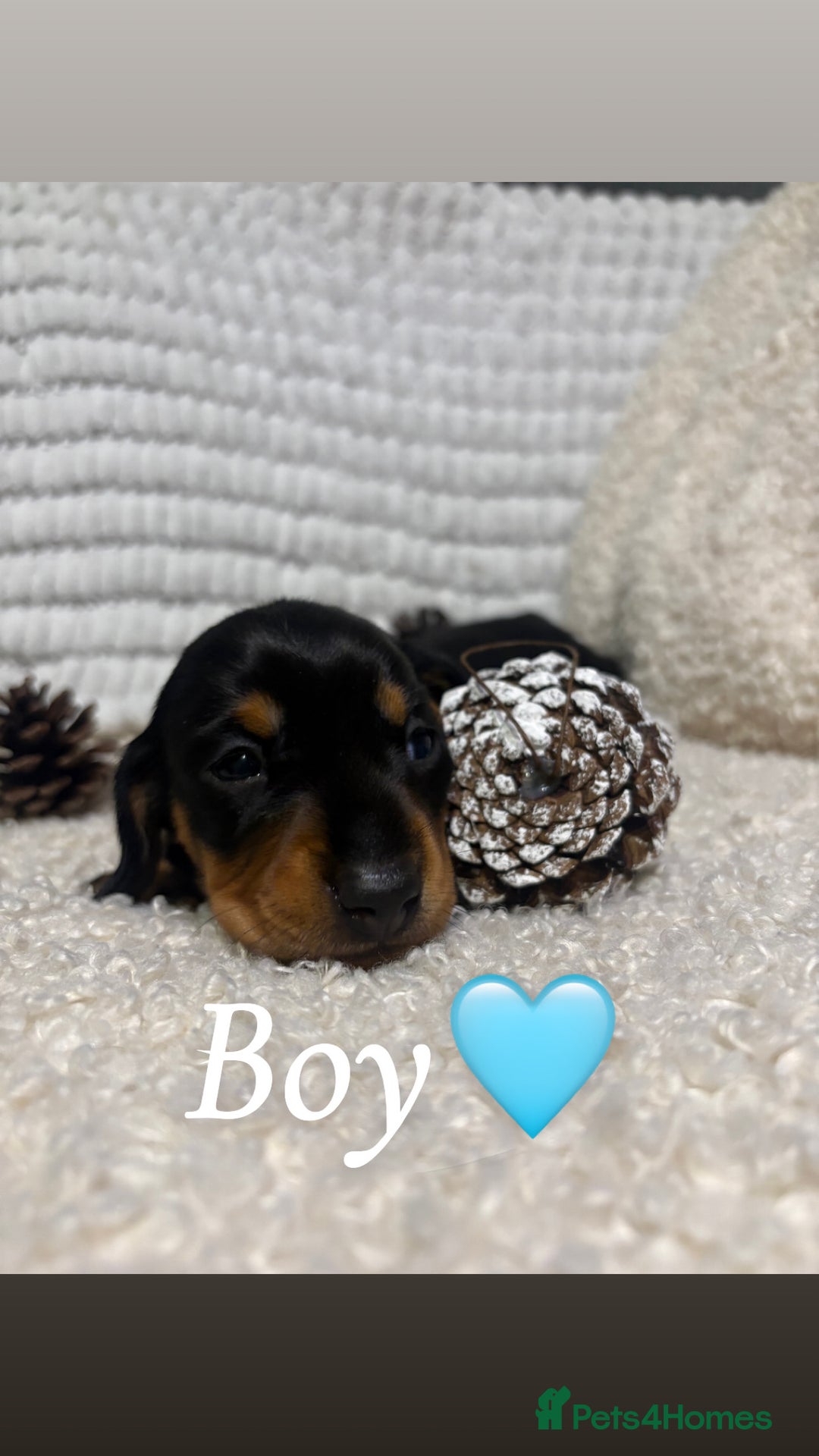Miniature Dachshund dogs for sale: Miniature Dashund puppies🐶🐾 - Image 3