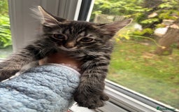 Mixed Breed cats for sale: 4 kittens seeeking forever home only   - Image 10