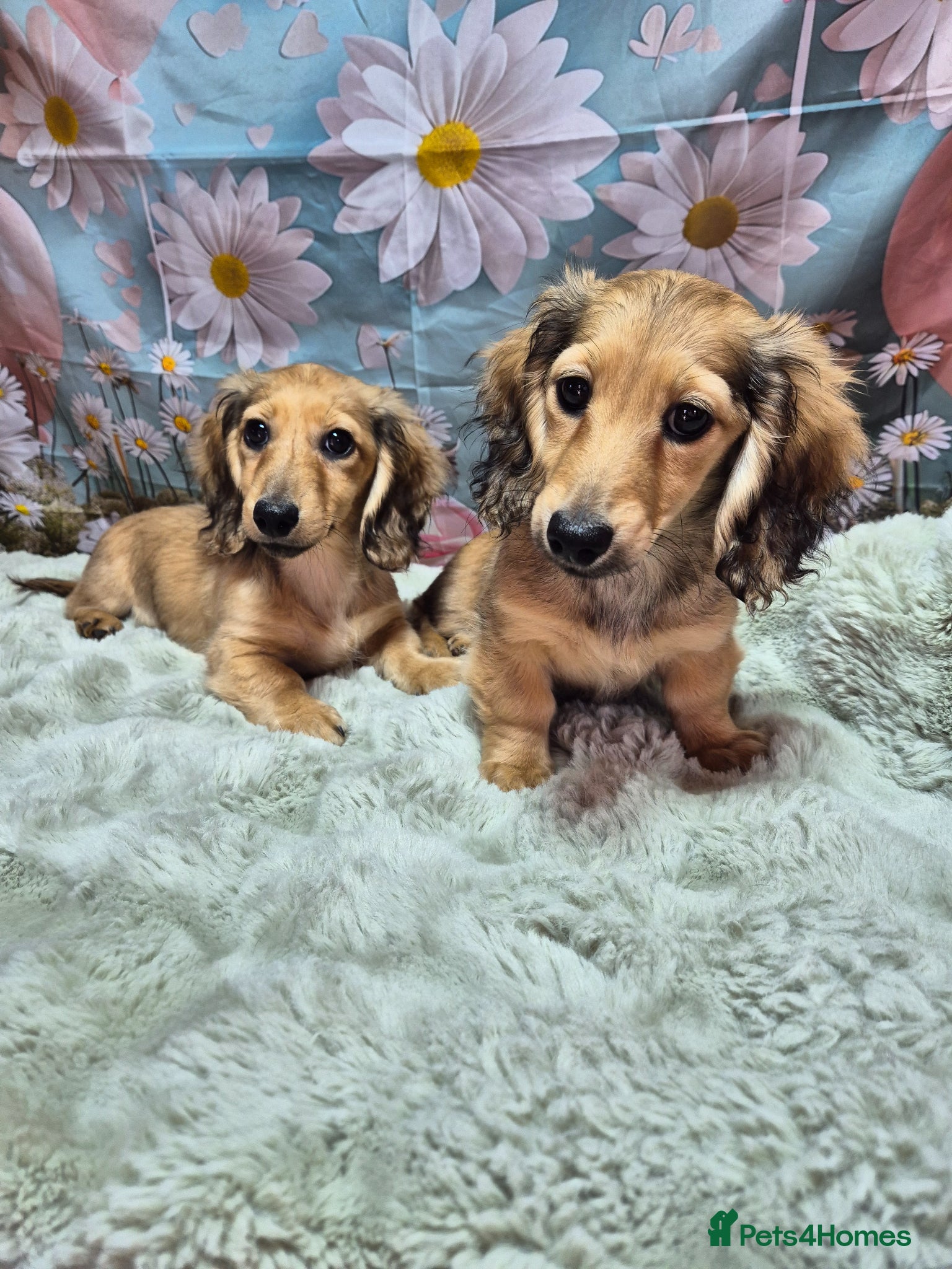 Miniature Dachshund dogs Shaded cream long haired miniature dachshund  - Advert 1