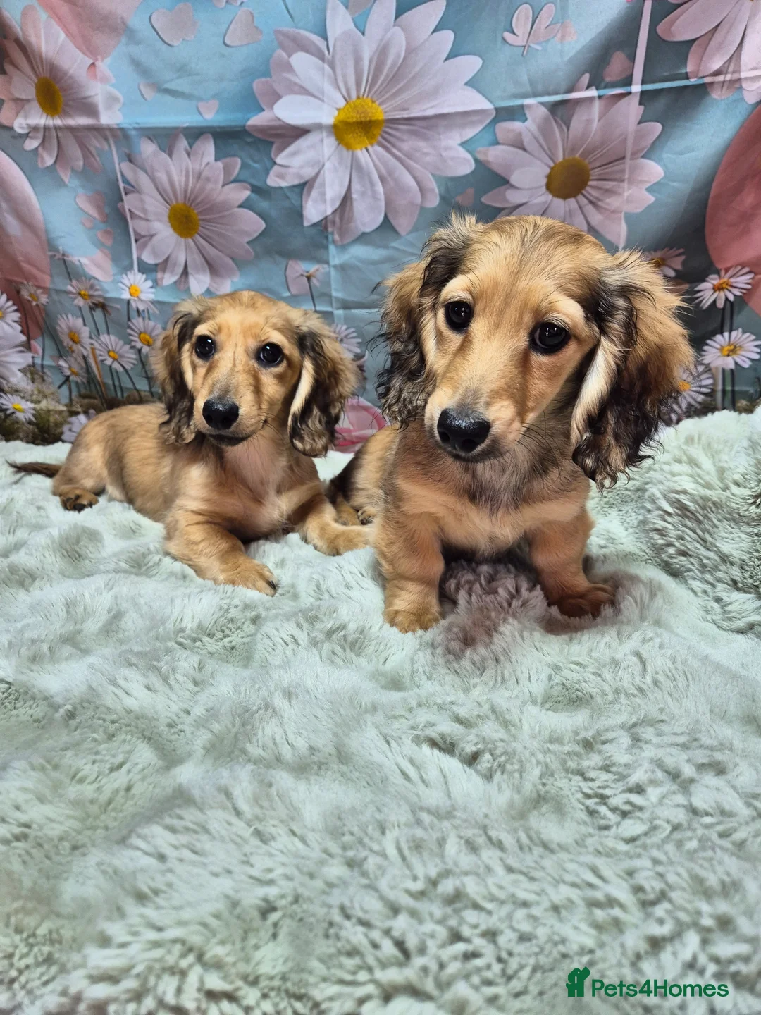 Miniature Dachshund dogs for sale: Shaded cream long haired miniature dachshund  - Advert 1