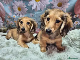 Miniature Dachshund dogs Shaded cream long haired miniature dachshund - Advert 1