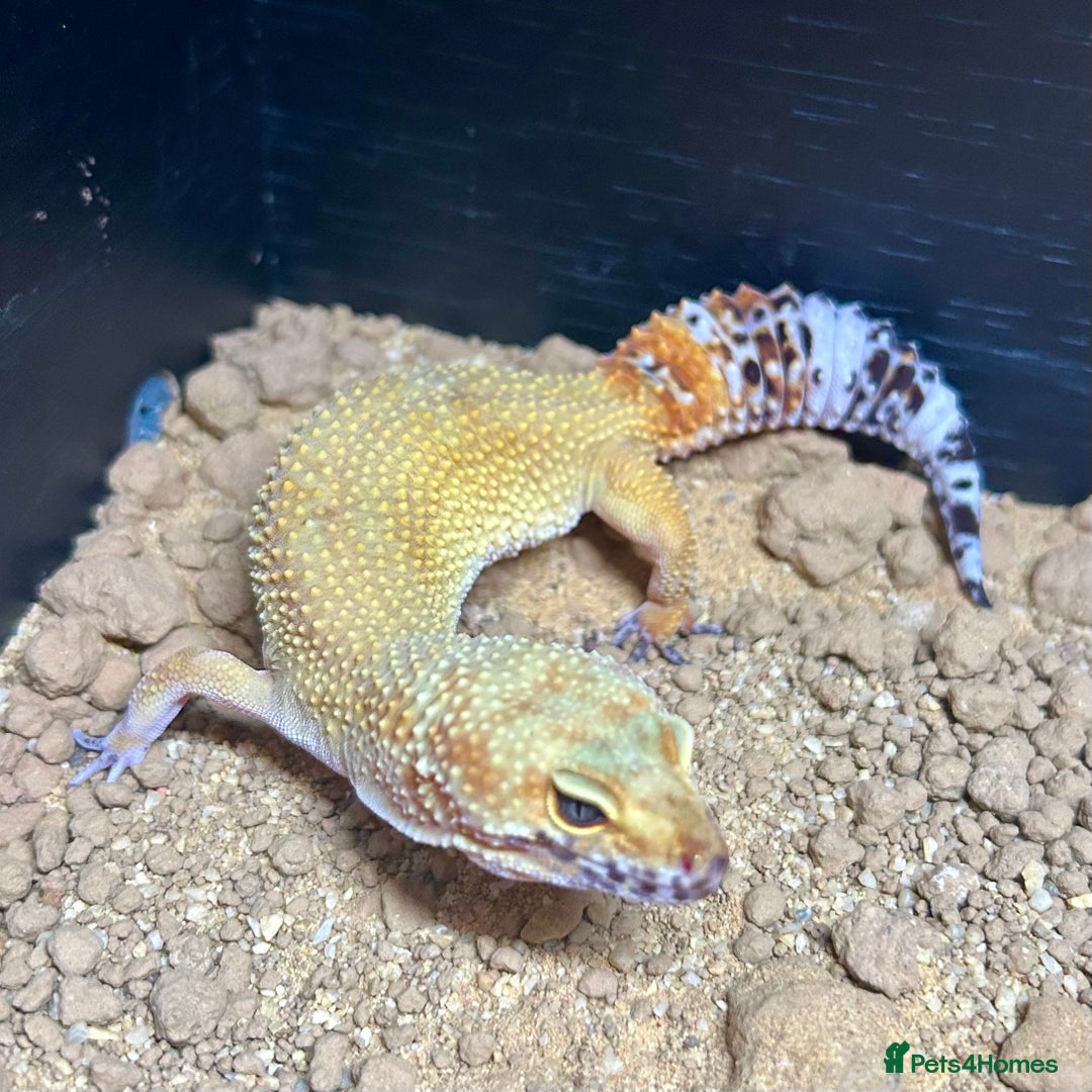 Leopard Gecko reptiles for sale: Setup + Super Hypo Carrot Tail Baldy Leopard Gecko - Advert 6