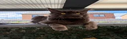 Maine Coon cats for stud: Mainecoon proven stud - Advert 3