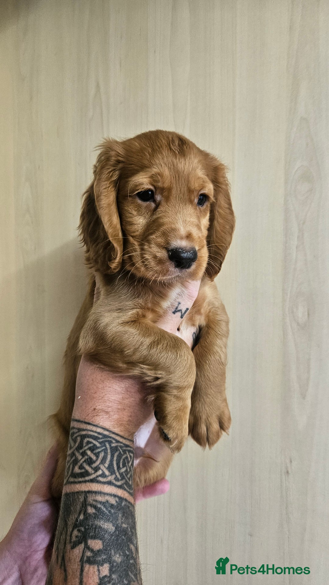 Cocker Spaniel dogs for sale: Working cocker-spaniels - Image 2