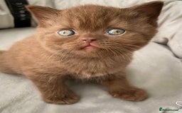 British Shorthair cats for sale: Cinnamon female British shorthair kitten - Image 1