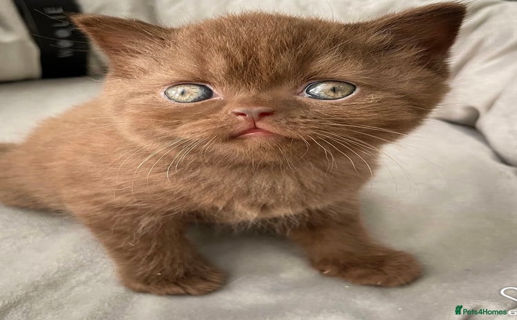 British Shorthair cats for sale - Advert 3