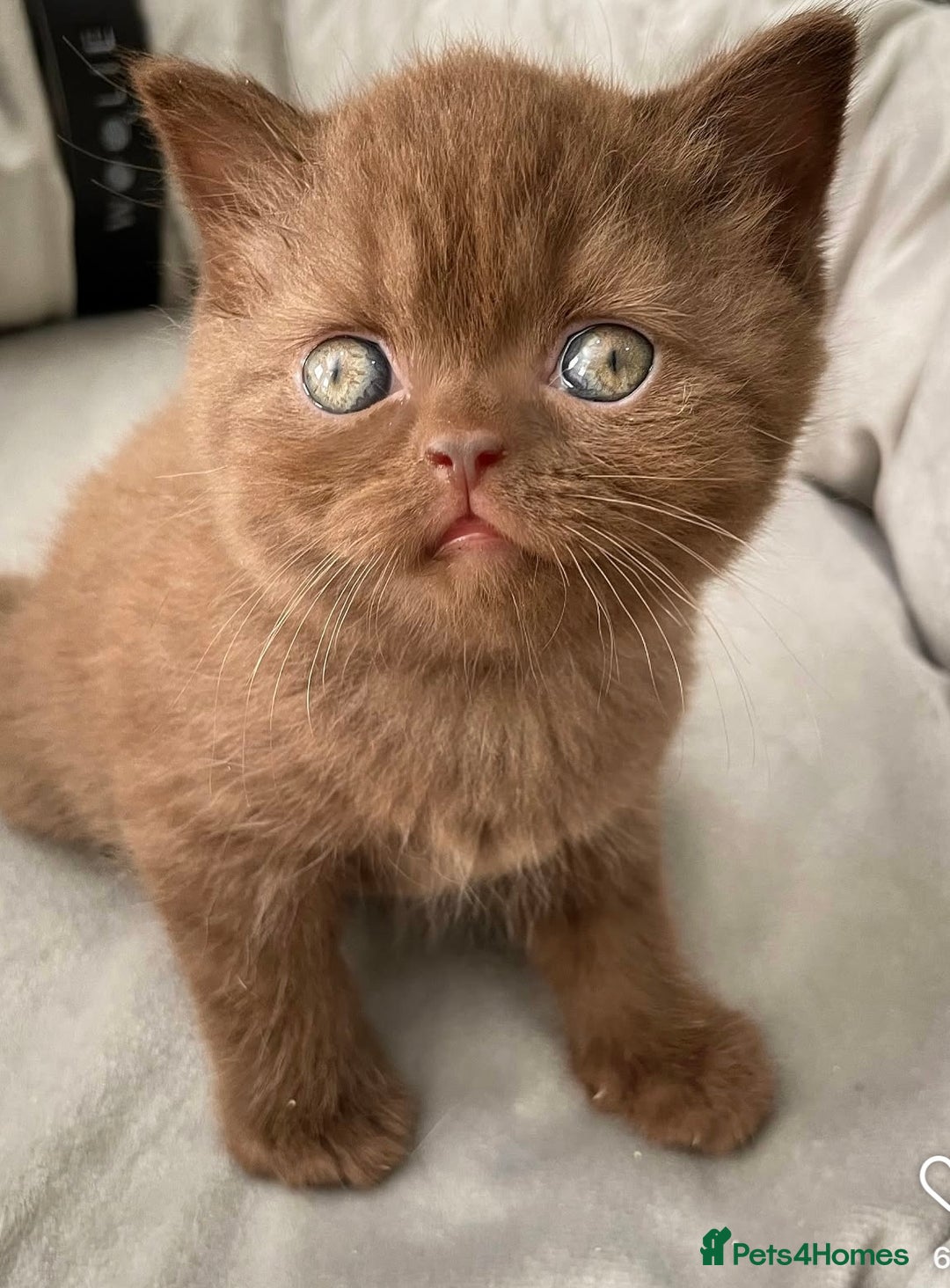British Shorthair cats for sale: Cinnamon female British shorthair kitten - Image 1