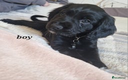 Sprocker dogs for sale: Sprocker puppies  - Image 18