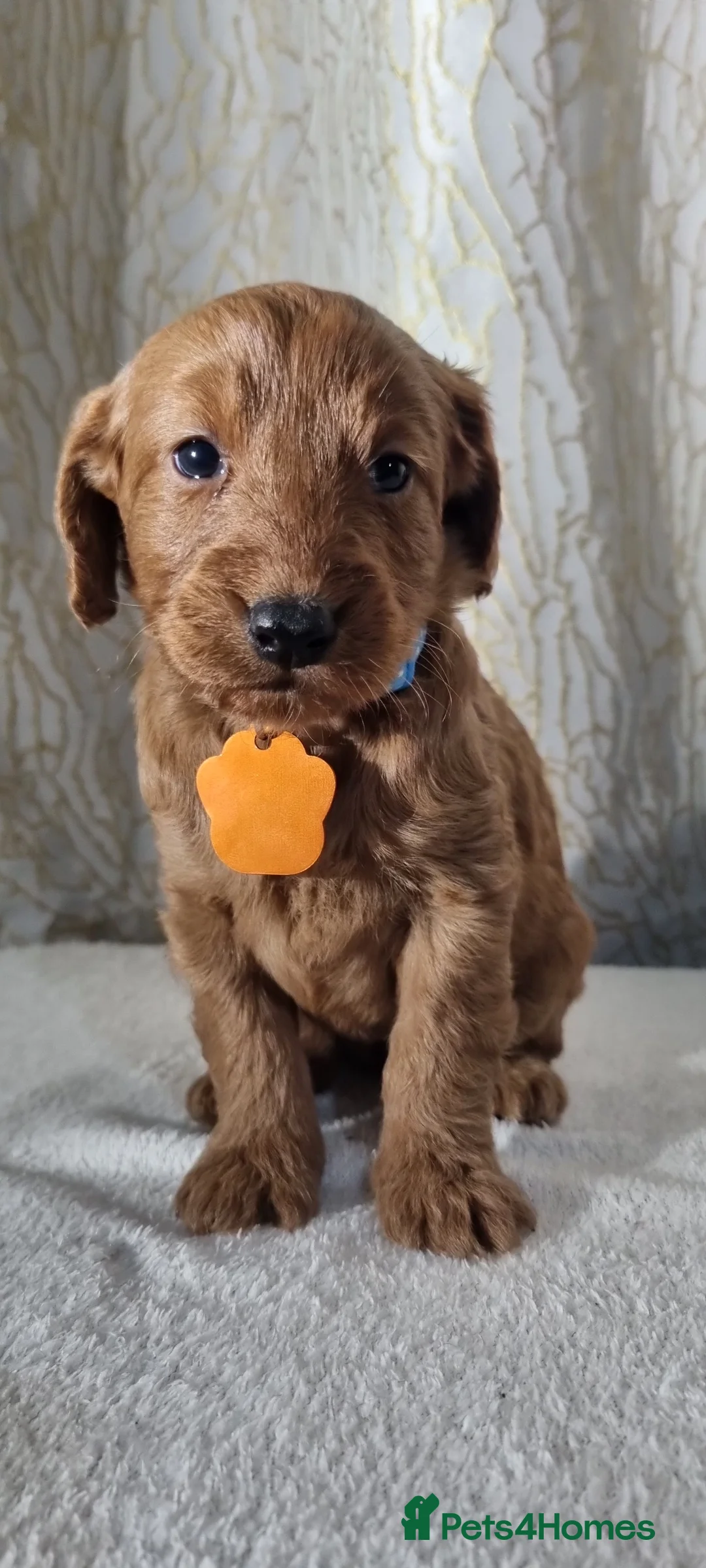 Labradoodle dogs for sale: Labradoodle Fox Red ❤️ Health Check - Advert 25