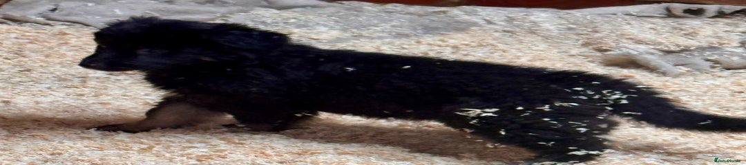 Black and brown girl
