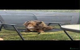 Miniature Dachshund dogs for sale: Miniature dachshunds  - Image 13