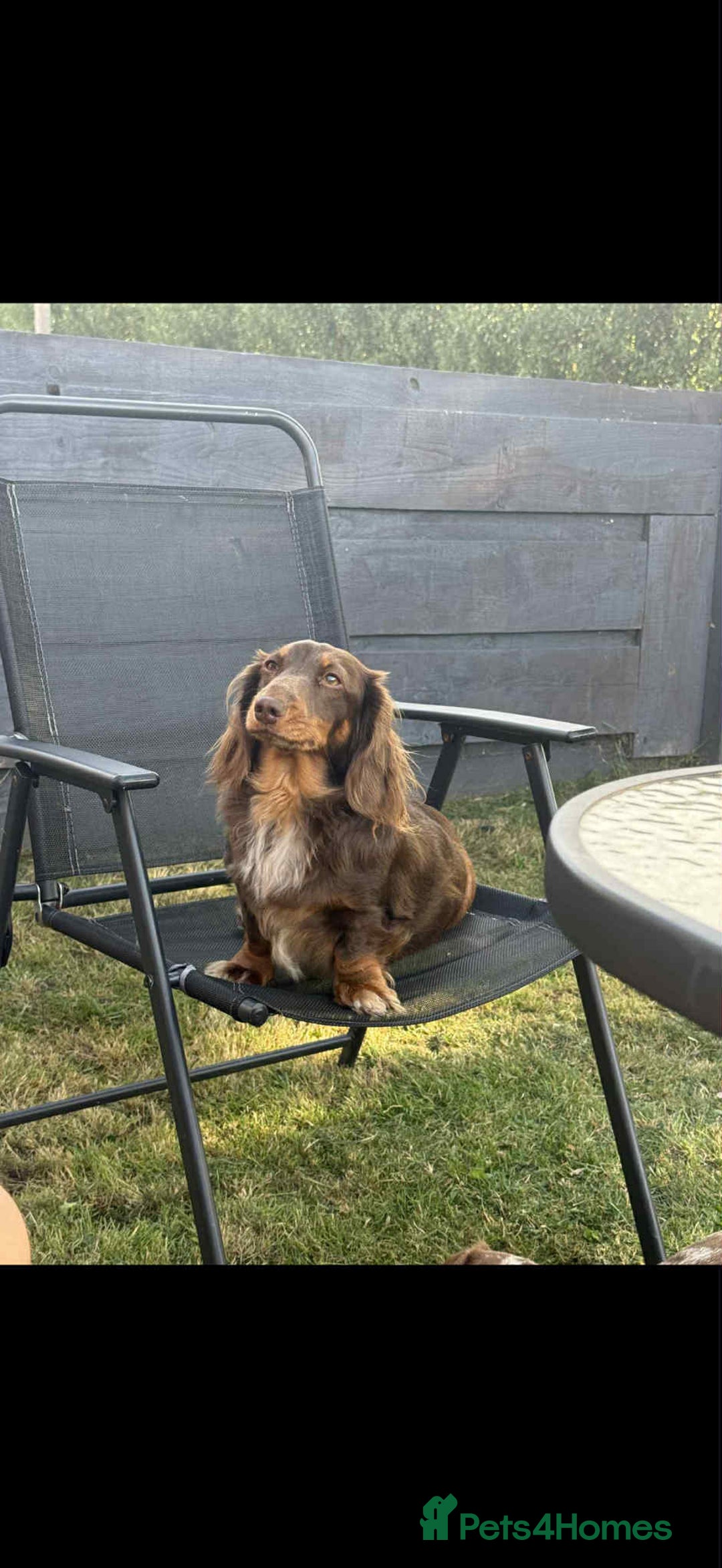 Miniature Dachshund dogs for sale: Miniature dachshunds  - Image 13