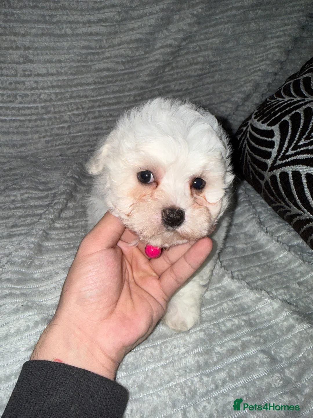 Bichon Frise dogs for sale: 2little bichon frise looking for a new home❤️🩷💚 - Advert 4
