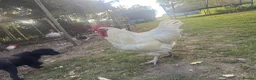 Mixed Breed poultry for sale: Mixed Flock of Birds - Advert 14