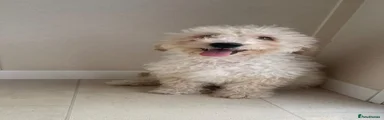 Miniature Poodle 2