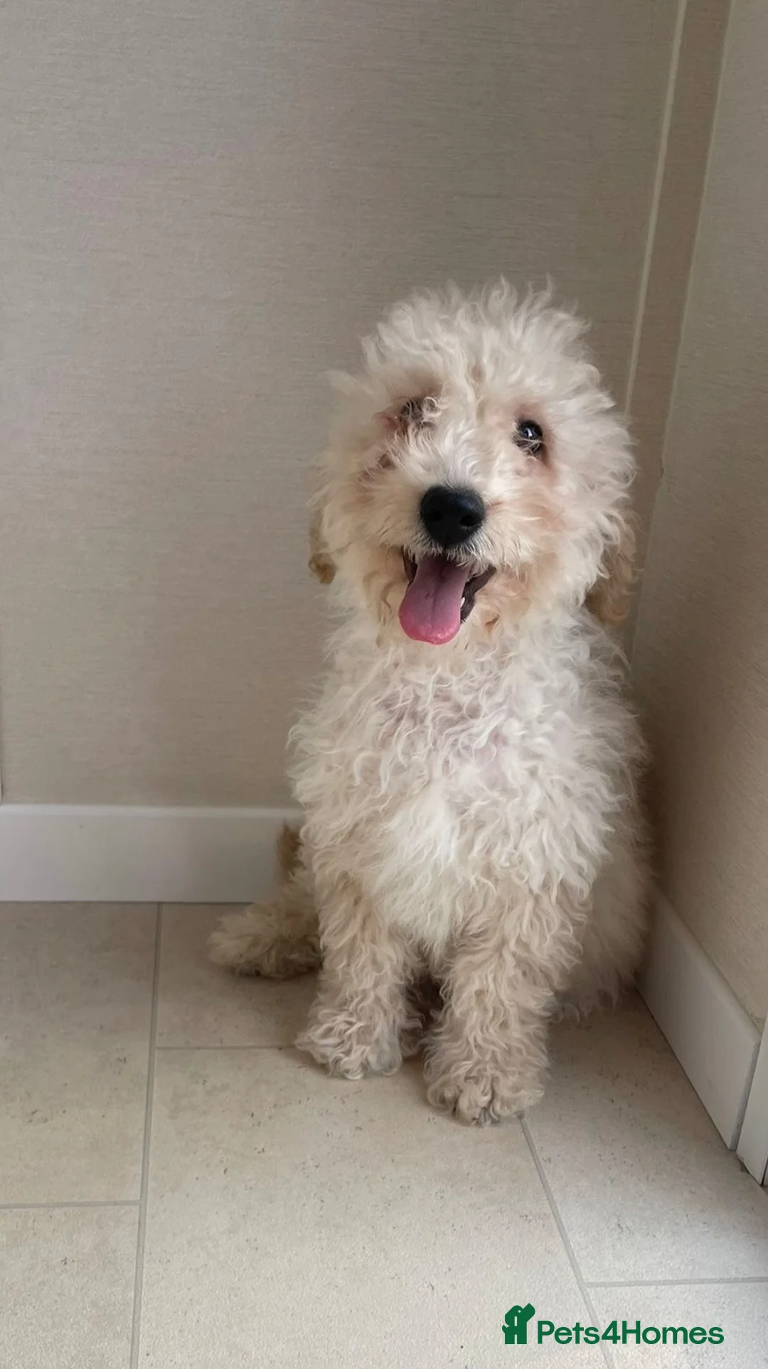 Miniature Poodle dogs for sale: Two beautiful miniature poodles  - Advert 14